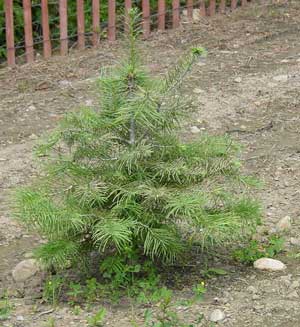 Concolor Fir - 6 Years