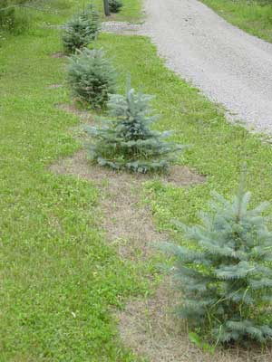 Blue Spruce along driveway