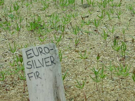 European Silver Fir