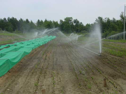 Irrigation - 1