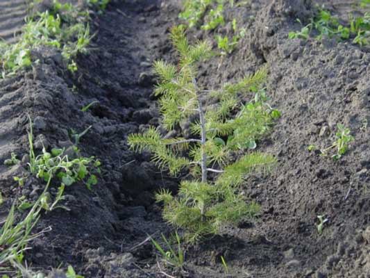 Norway Spruce after field planting