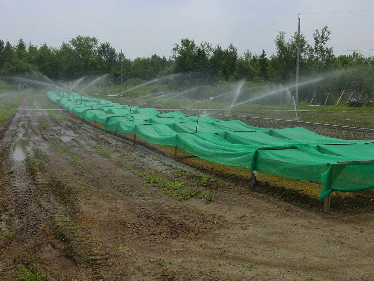 Irrigation - 2