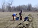 Field planting Balsam Fir