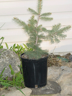 containerized blue spruce
