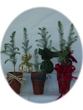 Selection of 3 potted, and 3 wrapped seedlings.  Wrapped seedlings are in foil, green and red burlap.  Variety of ribbons.
